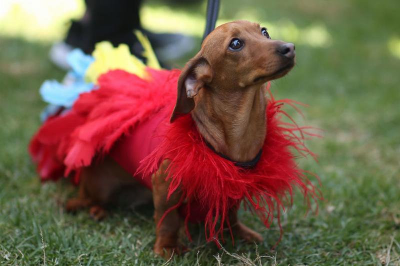 不同品种的狗狗性格差异有多大,16种常见狗狗的优缺点