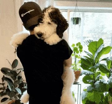 告诉你养狗之前需要知道的事情,贵宾犬为什么不建议养