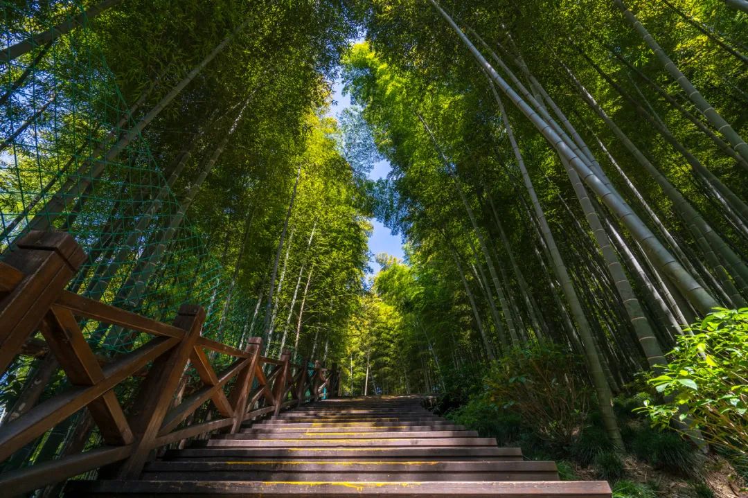 我去竹林避暑了，夏天过完再通知我！