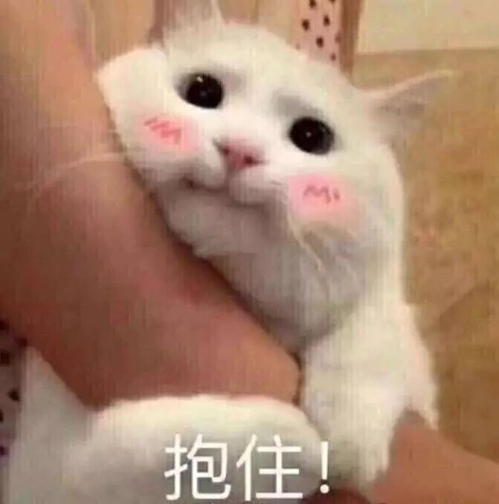 猫认你是主人,怎么辨别猫有主人和没有主人