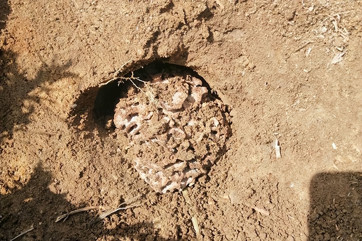 白蚁防治最有效的方法有哪些,白蚁的防治怎样最有效