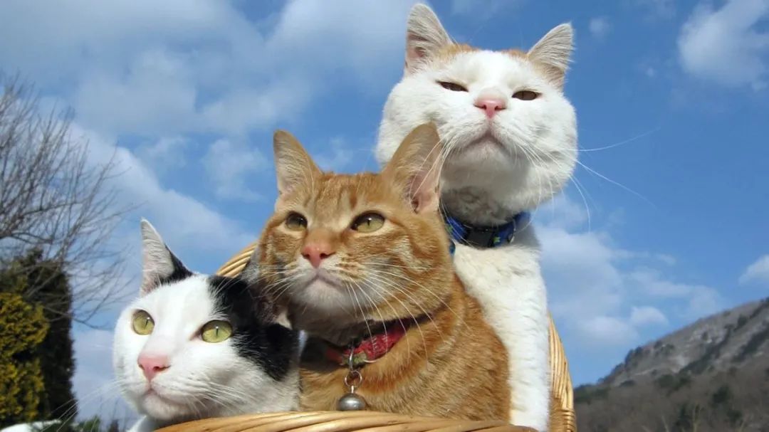 故事笑话幽默分享,晨会分享笑话合集