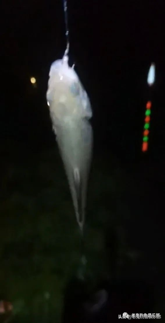 老鬼老三样冬天用什么饵,老鬼老三样实战