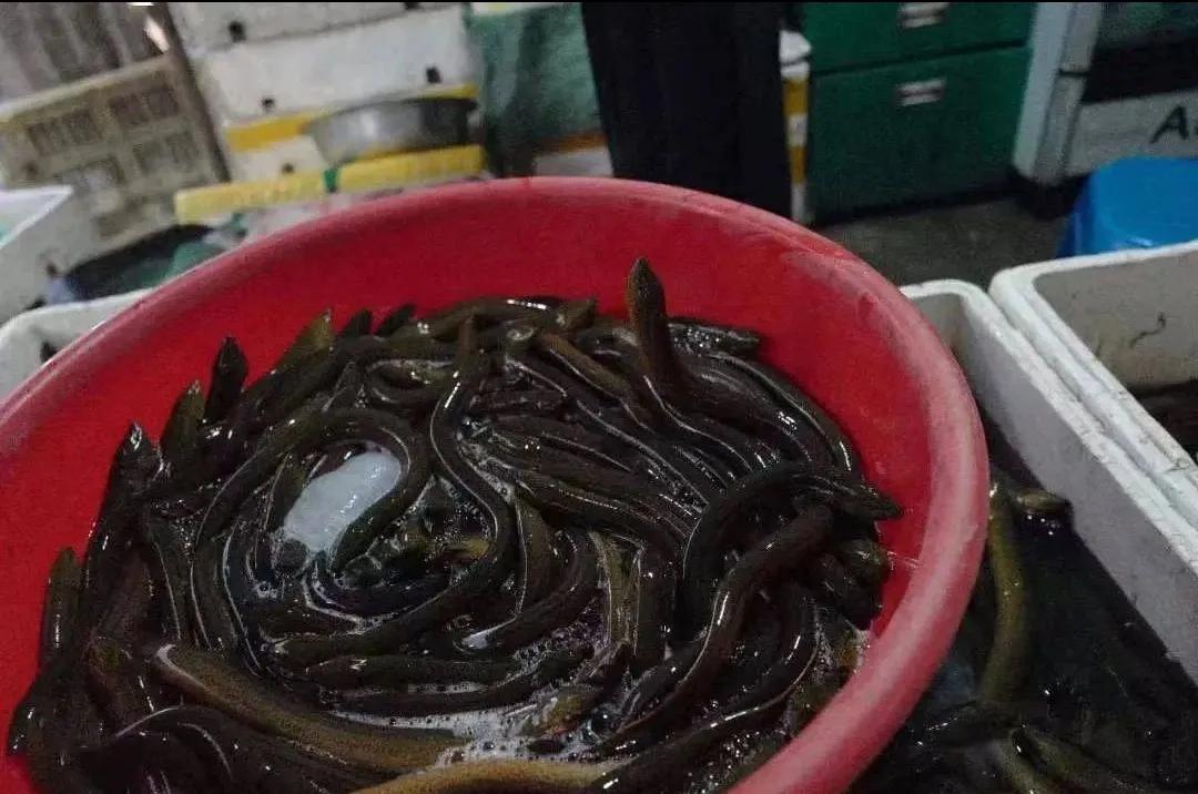 地笼捕黄鳝十大绝招,地笼捕黄鳝选择塘沟哪个位置最好