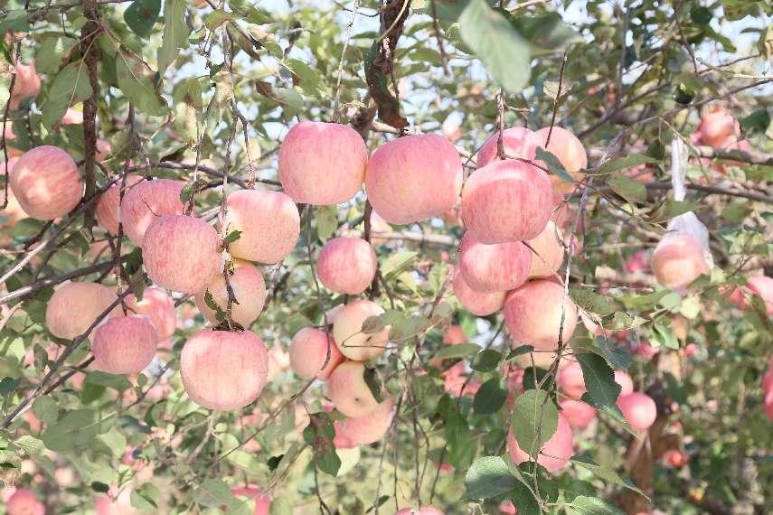 苹果根腐病不要慌，一文了解发生的原因及防治方法！