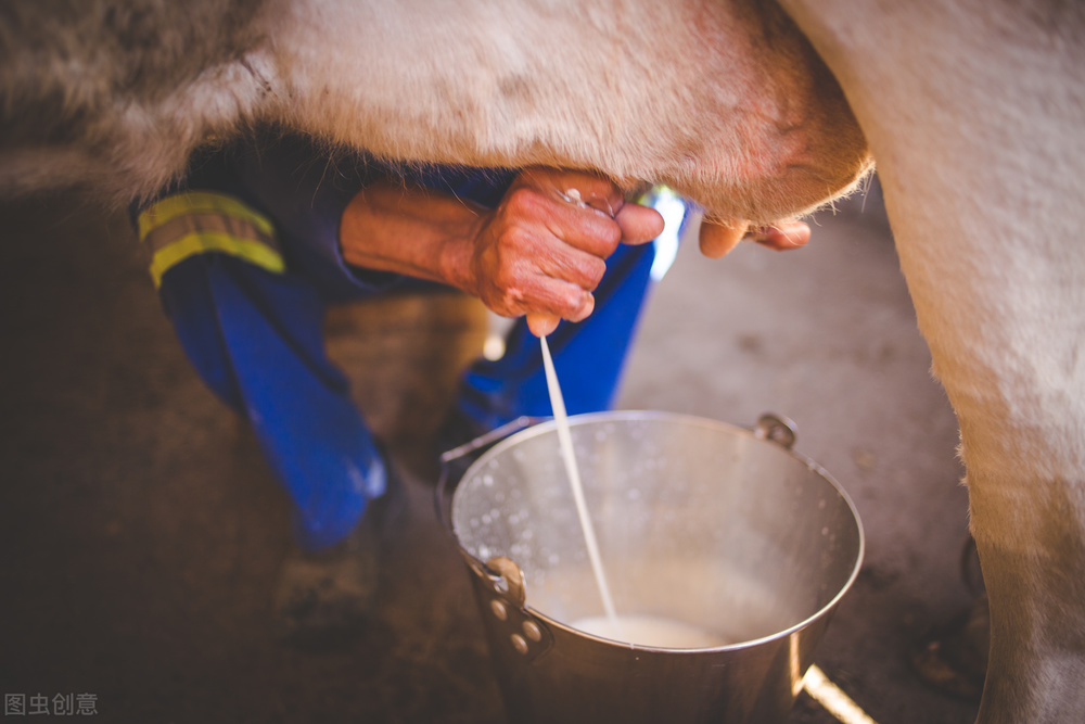 鲜牛奶还原奶,鲜牛奶和还原奶如何区分