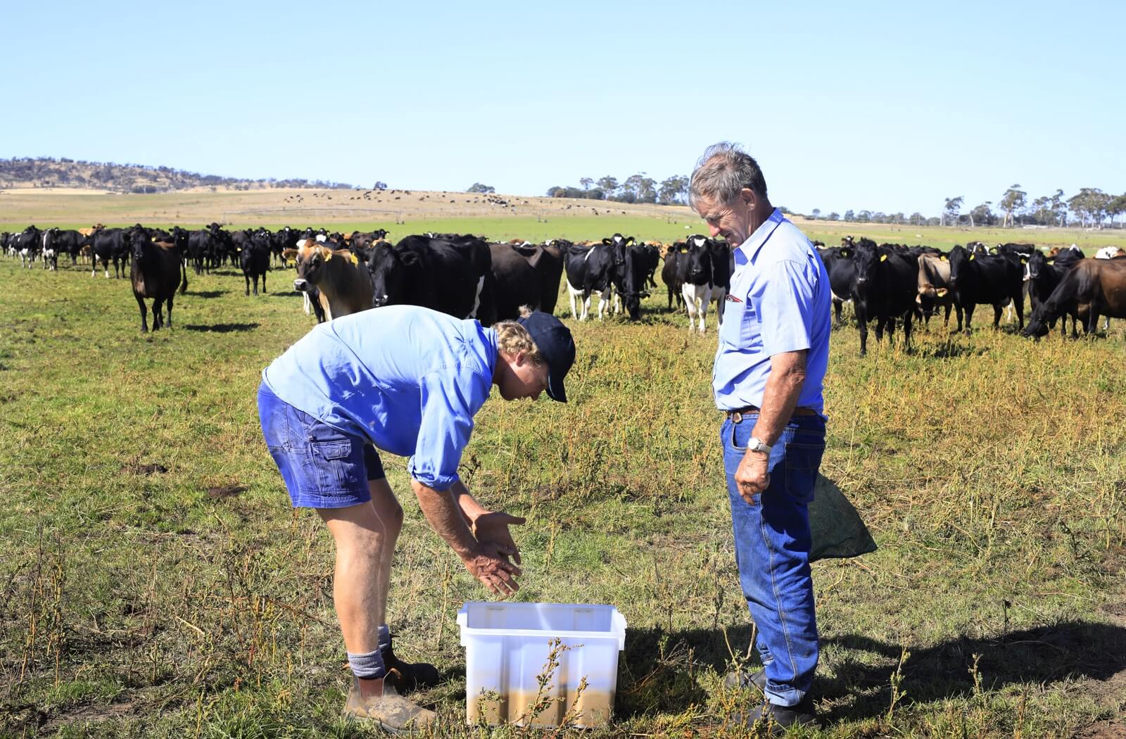 屎壳郎也得向我国进口！2019年，澳洲每进口1500只，就要2500元