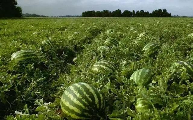 小偷偷西瓜瓜农倒赔三百块下集,小偷偷西瓜瓜农倒赔三百块