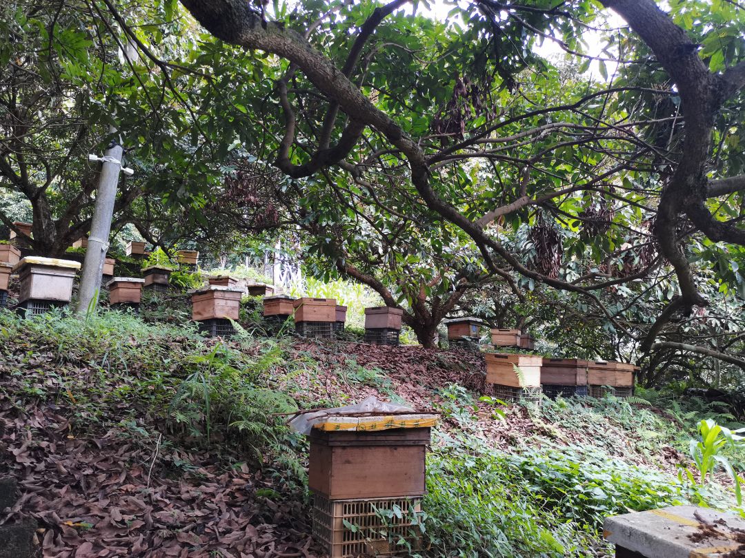 蜜甜，菜甜，幸福的生活更甜