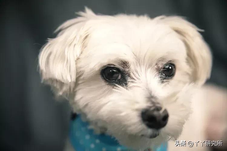 老年人最佳犬种,适合农村老人养的犬种