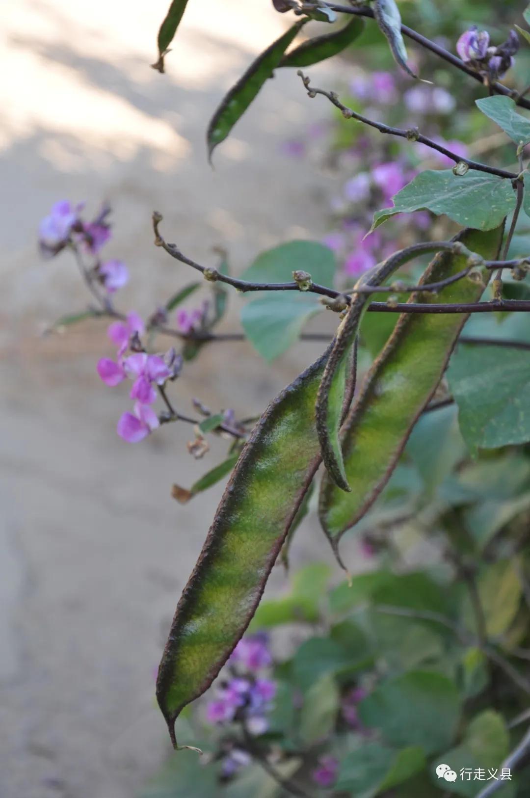 金秋十月看万山红遍层林尽染,金秋十月看红叶的诗句