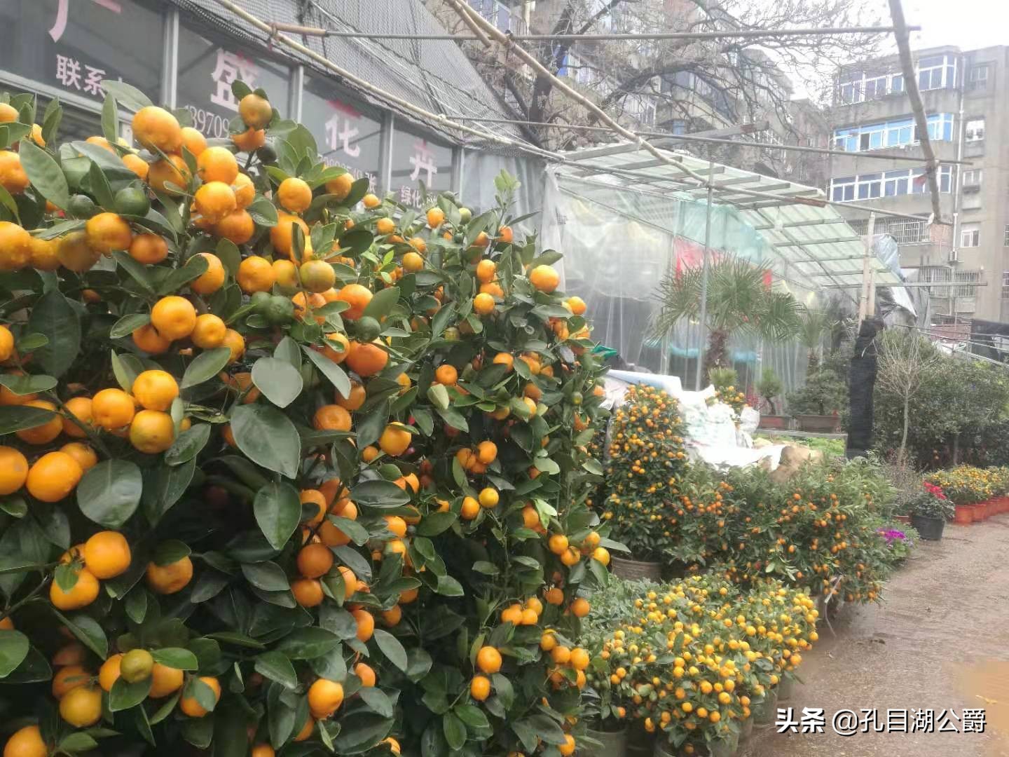 南昌市千花伴花鸟市场,千花伴花鸟市场和南昌花鸟市场