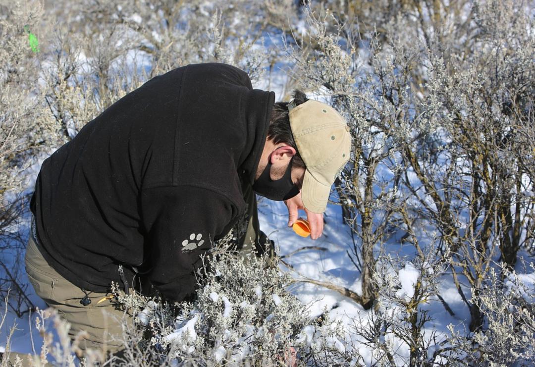 兔年聊兔:如何拯救濒危物种侏儒兔？学界正开展“基因拯救”行动
