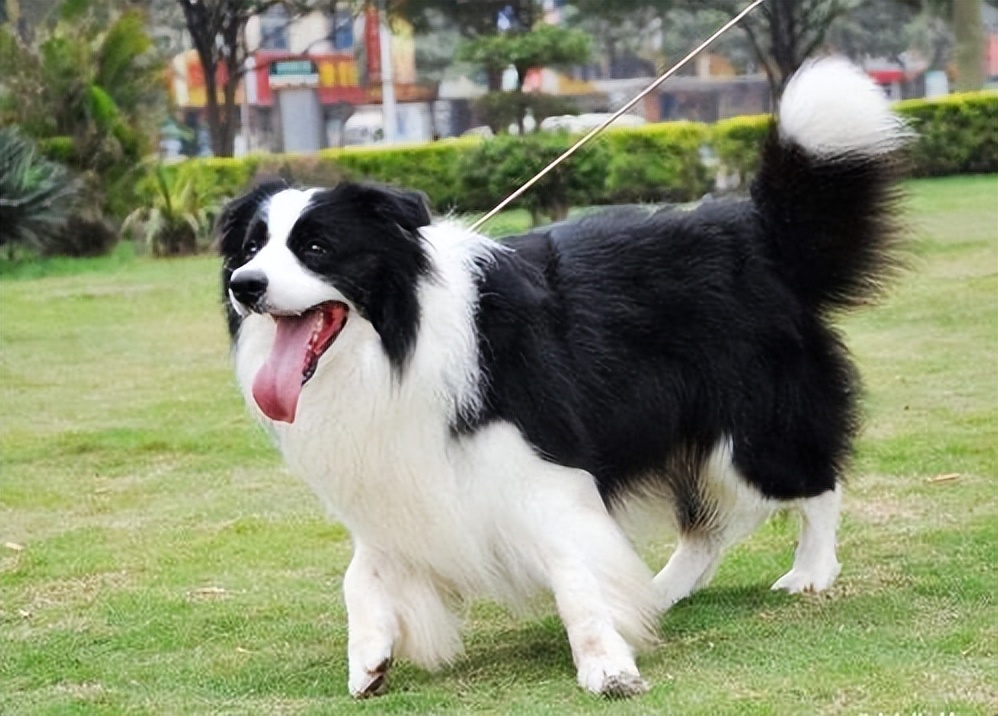 第一次养狗边境牧羊犬,为何很多人不敢养边境牧羊犬