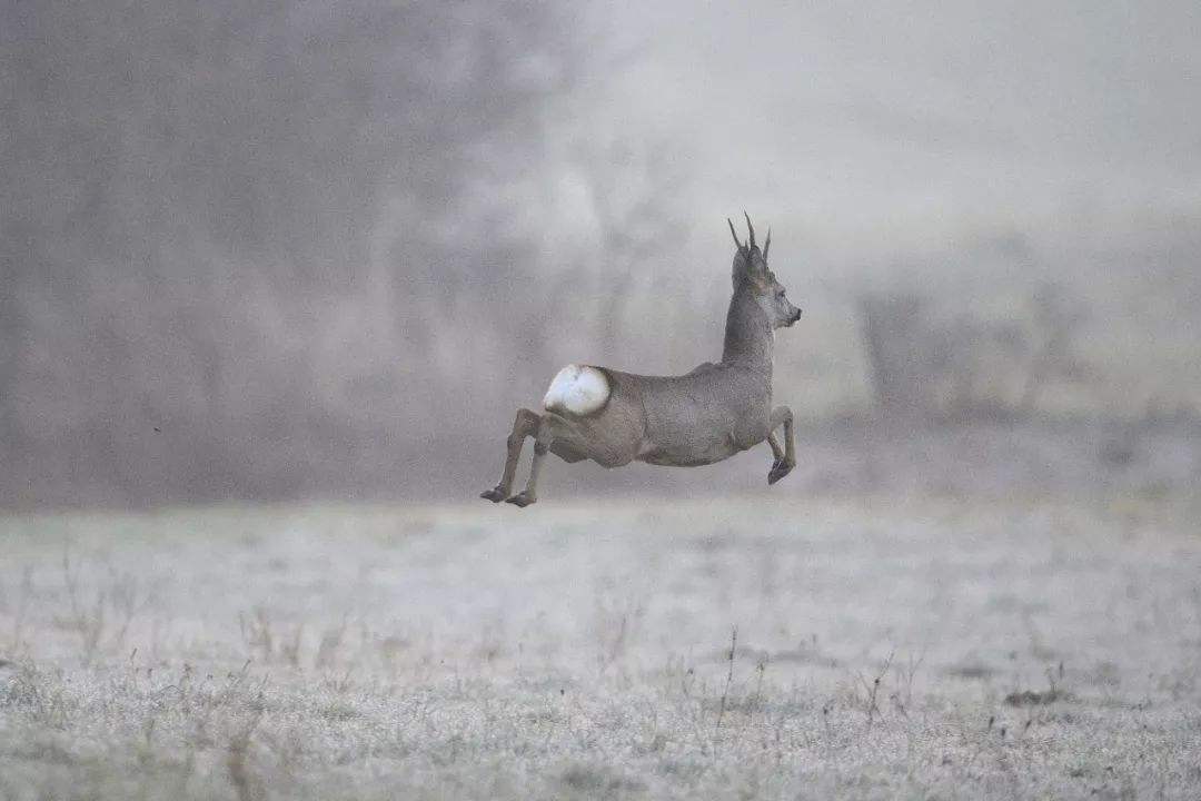 吉林男子野外捡鹿,吉林男子捡到小鹿