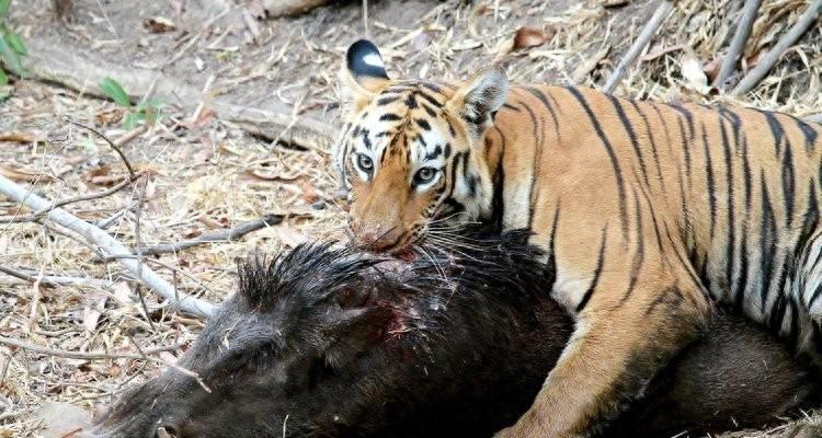 为什么老虎在动物园不能吃猪肉,为何老虎不吃猪肉