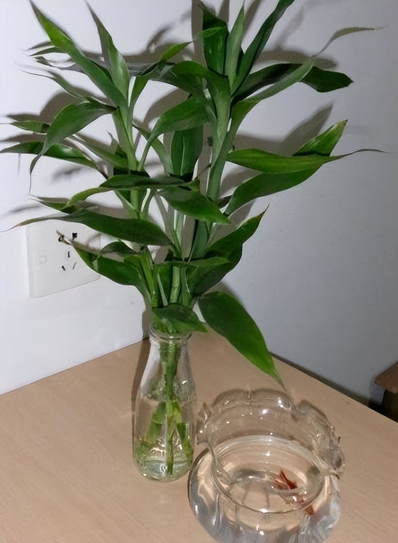 哪些植物对猫咪无毒又能吸附甲醛,吸甲醛最好的植物还好养