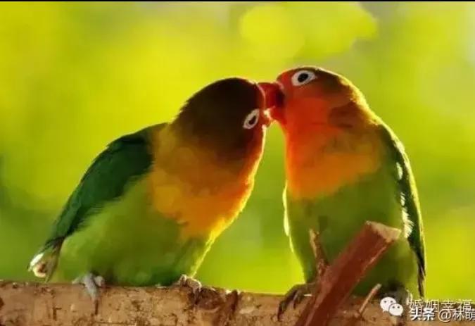 美文朗读等你,情感驿站原唱完整版