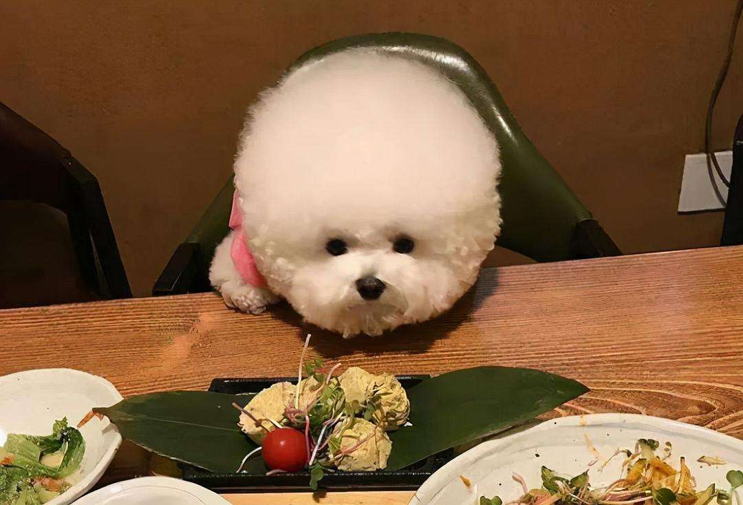 千万不要被比熊这几种行为骗了,不管你和谁相处记住哪5句话