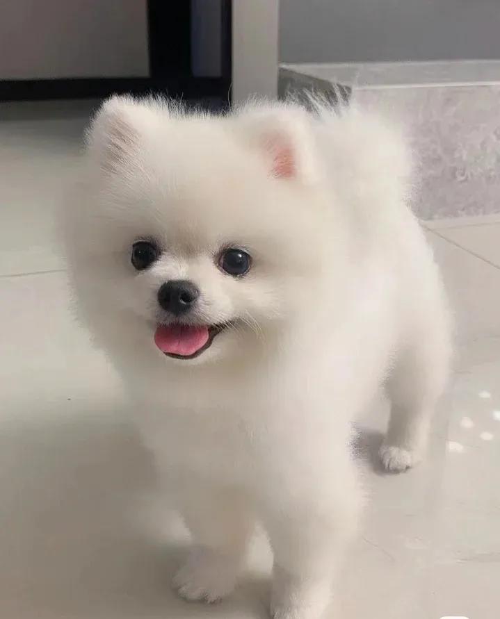 建议新手养的10种智商高的小型犬,养什么狗适合新手小型犬