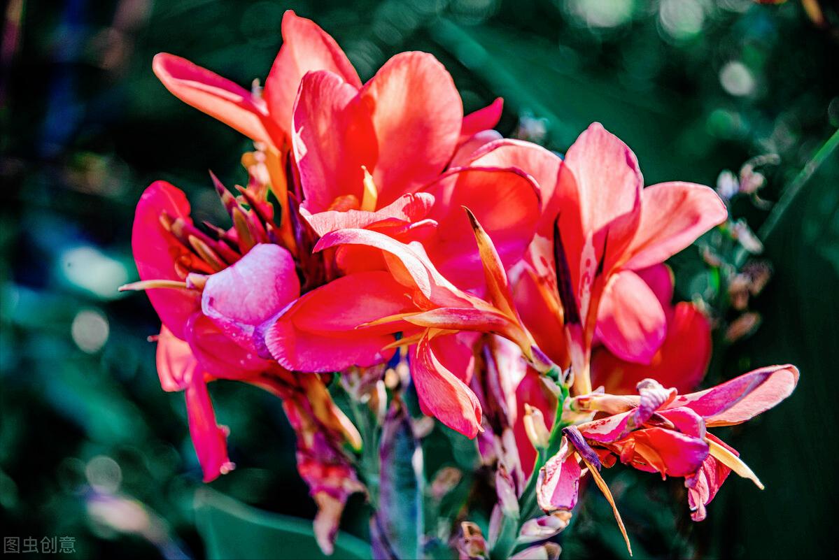 一花一木一世界一草一浮生,一花一世界一木一浮生朗读