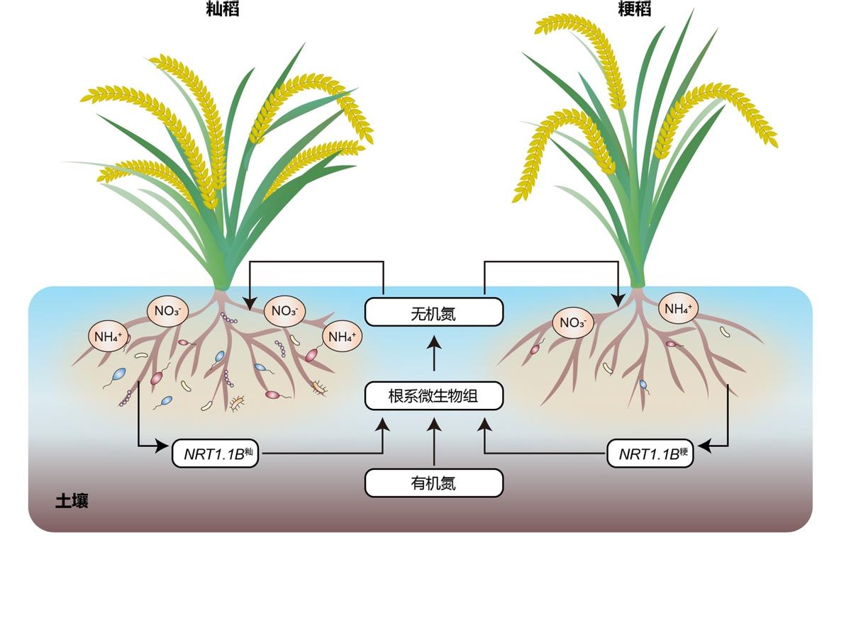 促进水稻氮素吸收利用的途径,促进水稻根系生长的措施