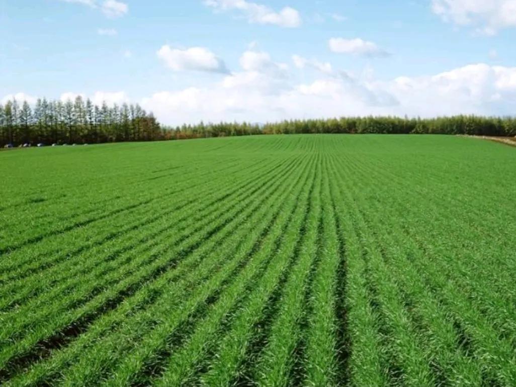 越国将煮熟的种子送给吴国,越国给吴国的粮种