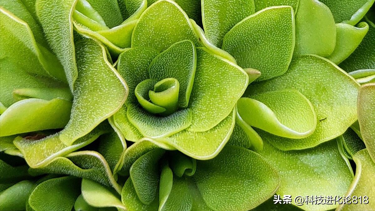 你绝对没见过的食虫植物,十种食虫植物