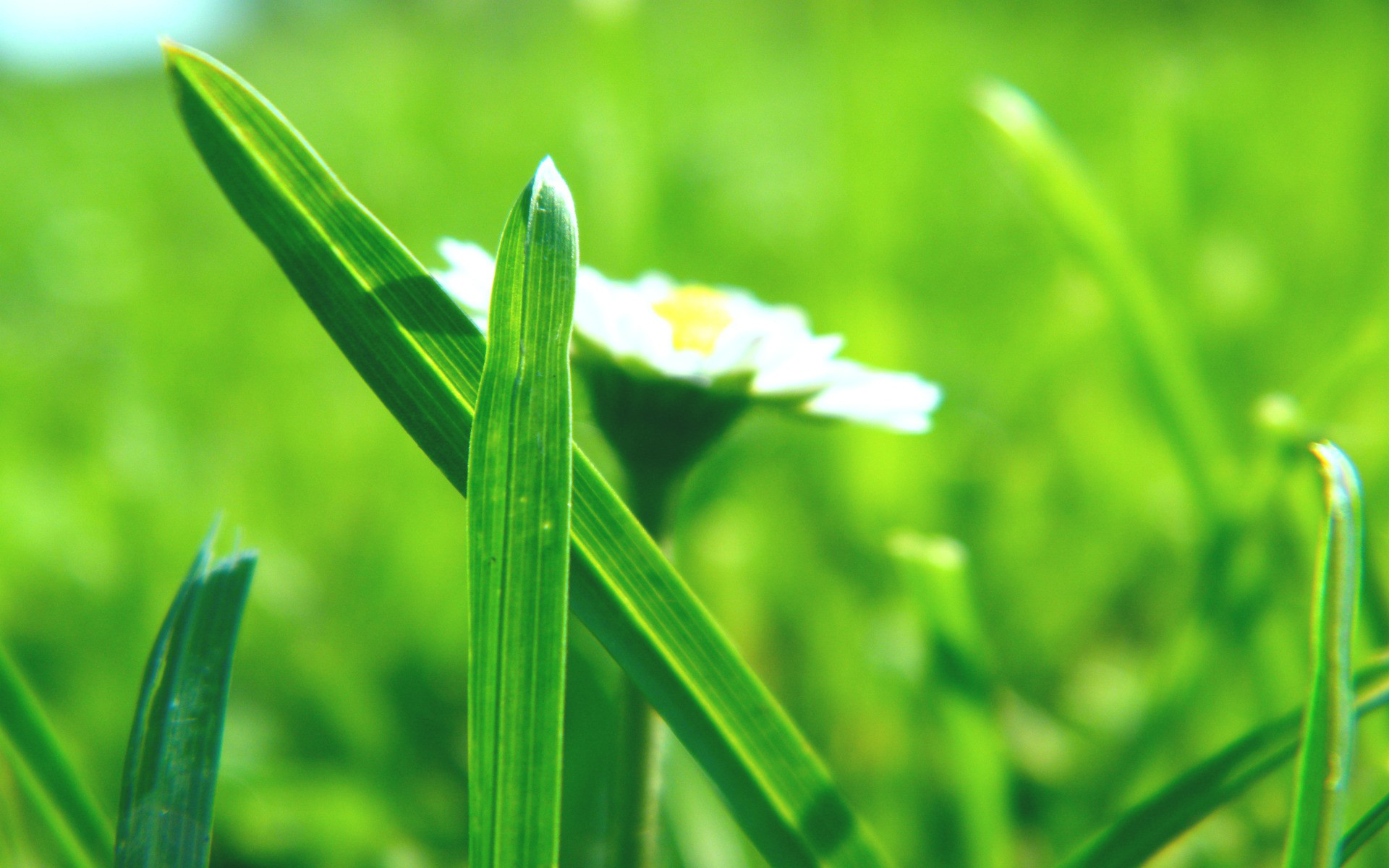 春酒的诗词有哪些,一杯春酒的诗句