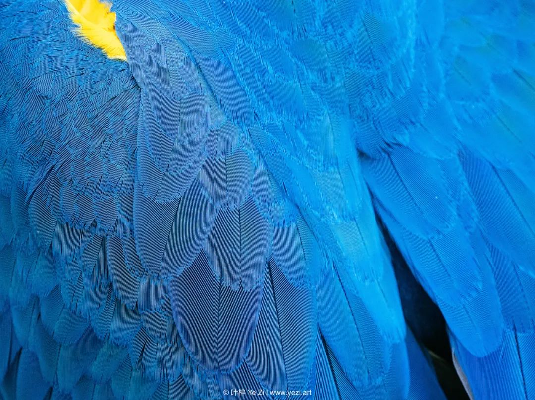 什么是画面中的点缀色？－摄影早自习第2145天