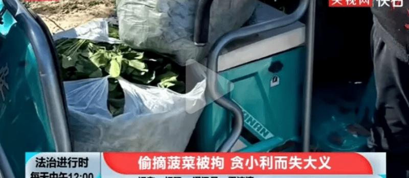 四女子以为菠菜无主薅百斤被拘，该事件起到了哪些警示作用？