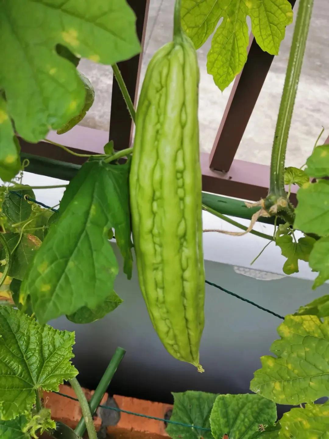 农家蔬菜苦瓜,生鲜蔬菜苦瓜