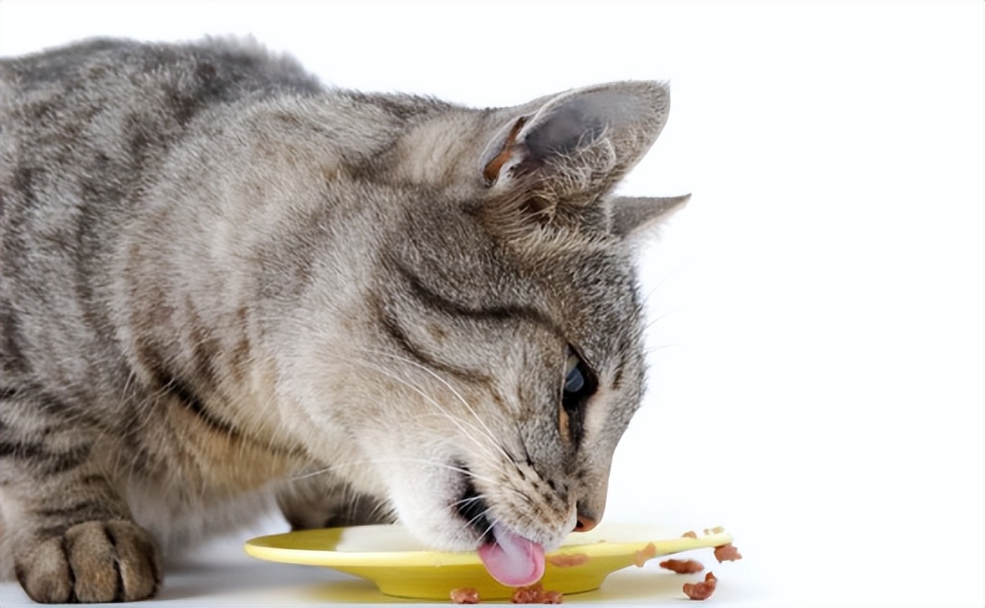 母猫卵巢囊肿怎么治疗,母猫卵巢囊肿