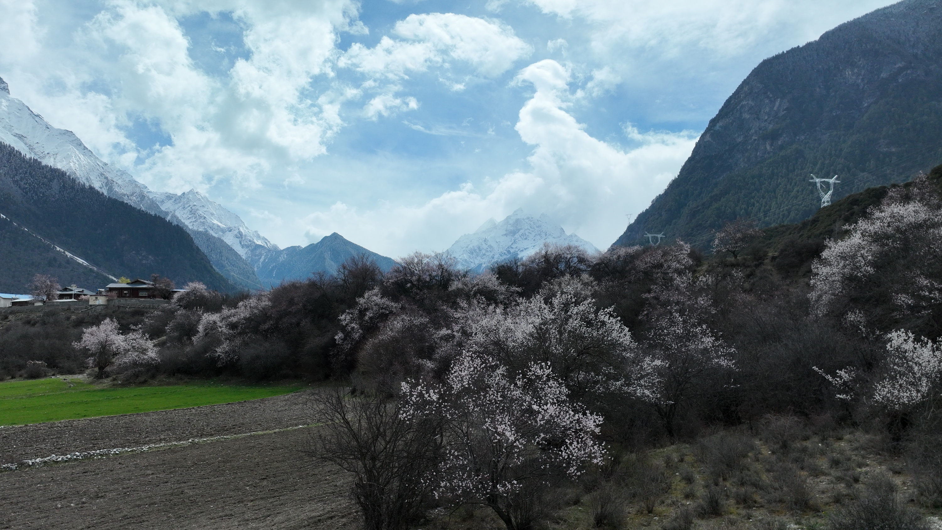 雪域林芝桃花图片 (在雪域江南西藏林芝邂逅漫山桃花)