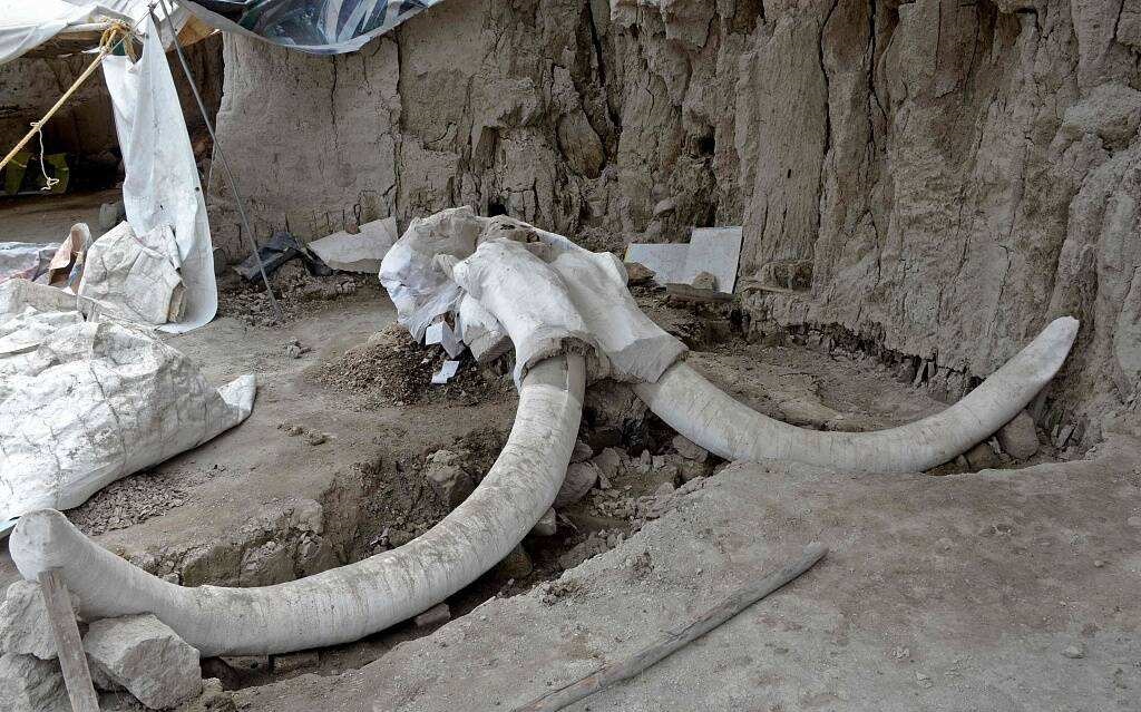 南极发现远古病毒人类如何应对,北极新发现了远古病毒吗