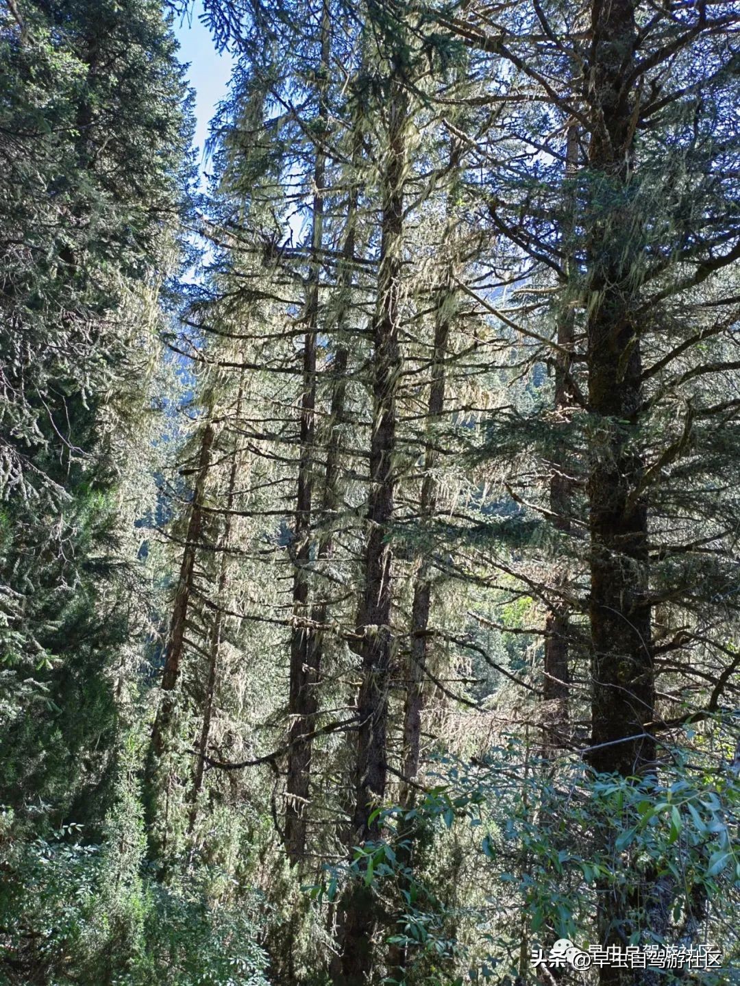 四姑娘山旅游自由行攻略,四姑娘山旅游攻略一日游