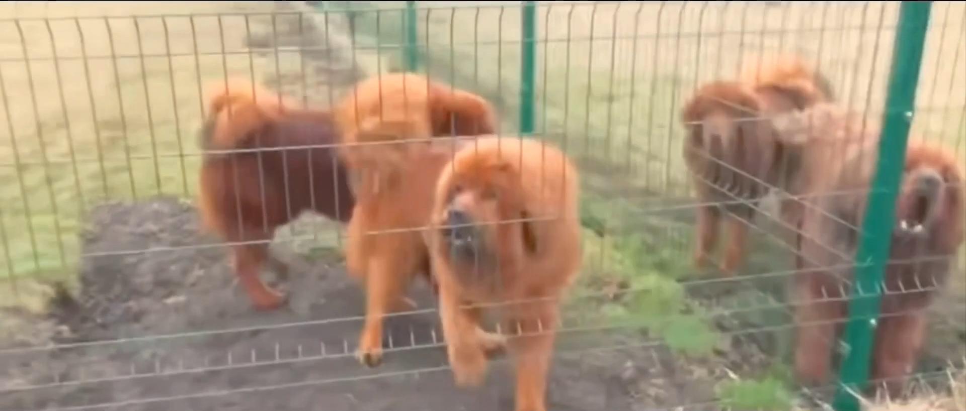 藏獒:中国的郁金香泡沫