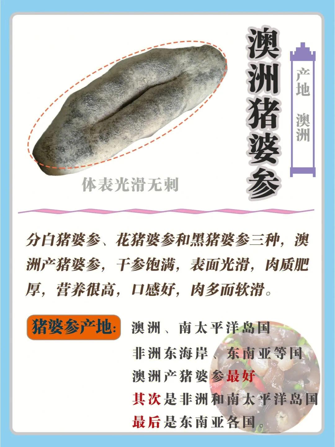 海参科普知识大全,常见海参品种大全