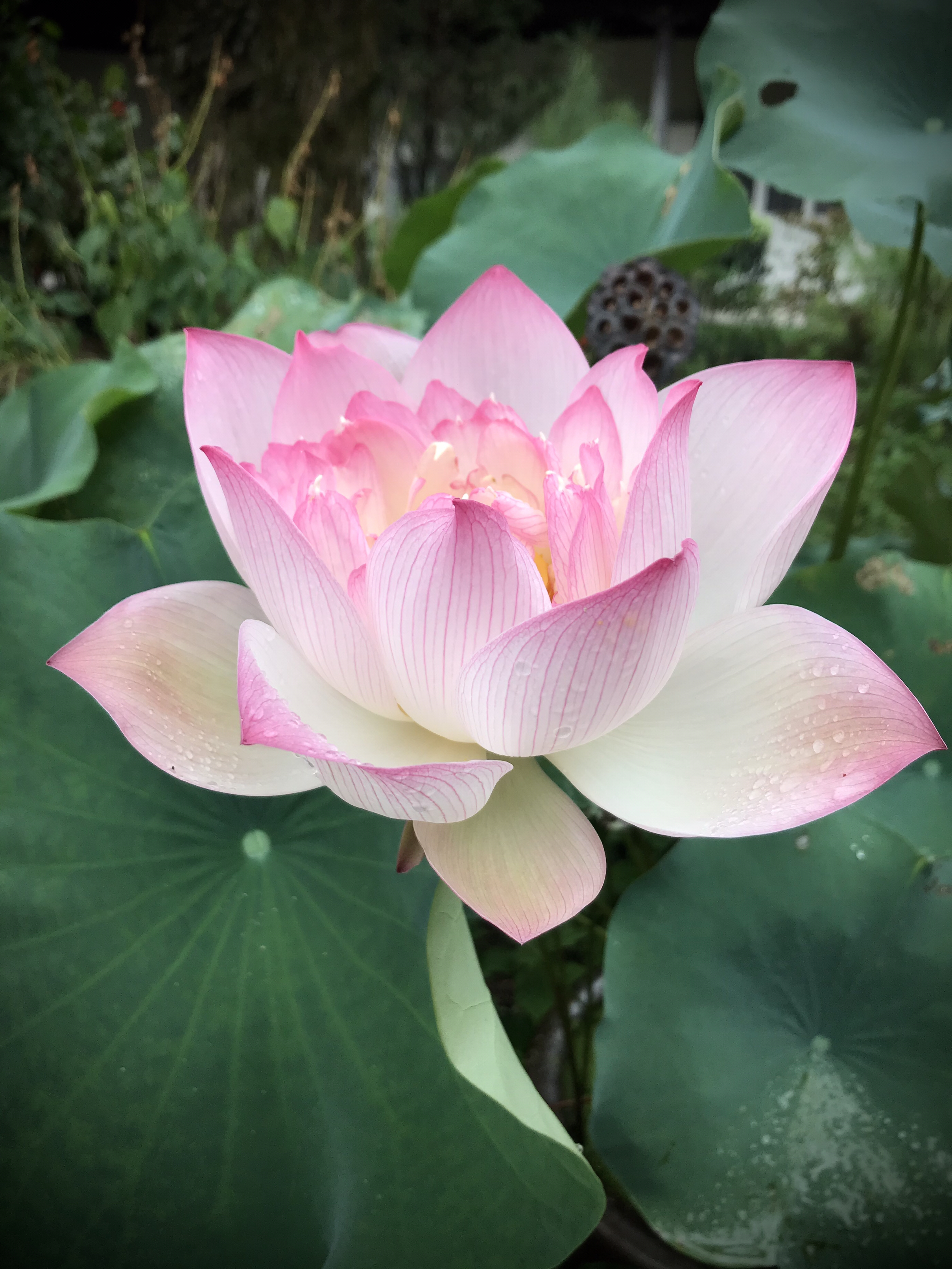 烈日炎炎赏荷花清凉一夏,京郊赏荷领略夏日之美