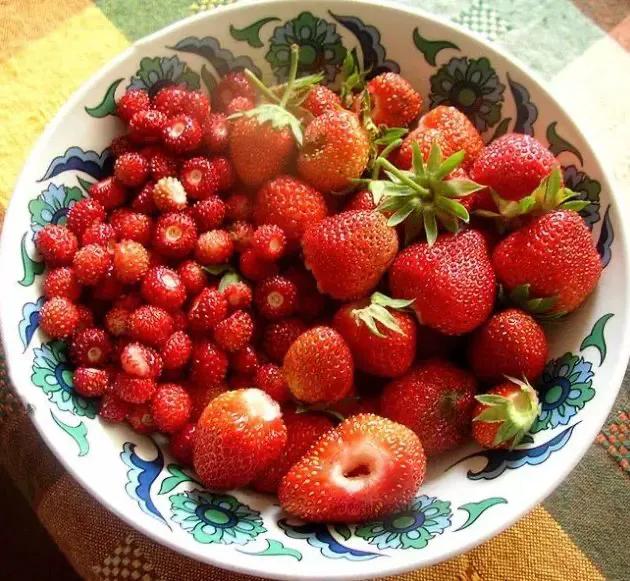 草莓家族有哪些成员,草莓家族成员在哪里