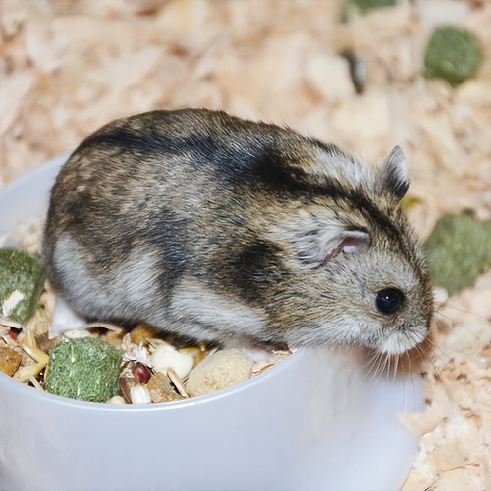 新手银狐仓鼠怎么养,新手怎么养仓鼠布丁