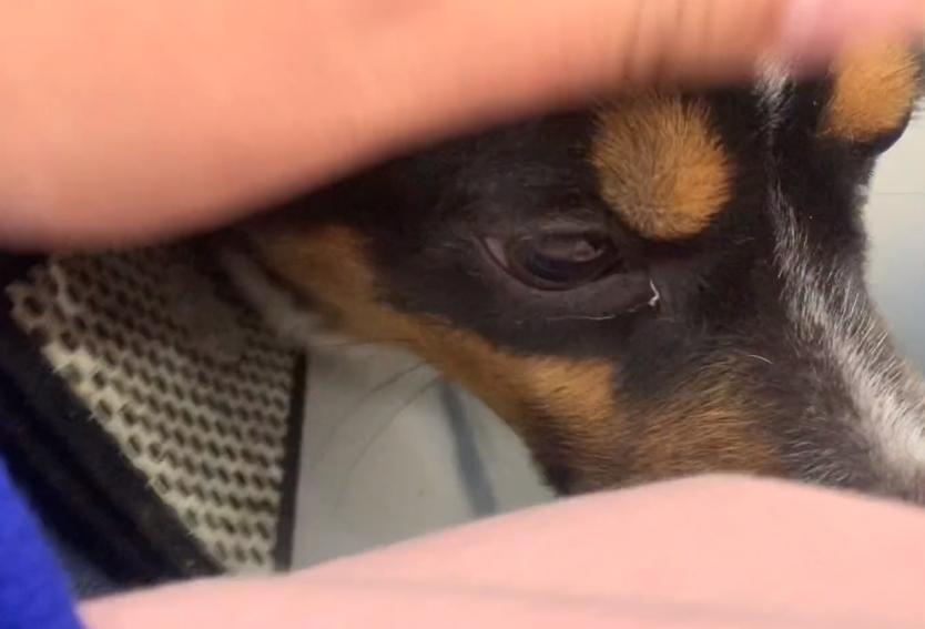 生小狗到子宫脱垂的它，却只换来一句：好了，也不要再把它带回来