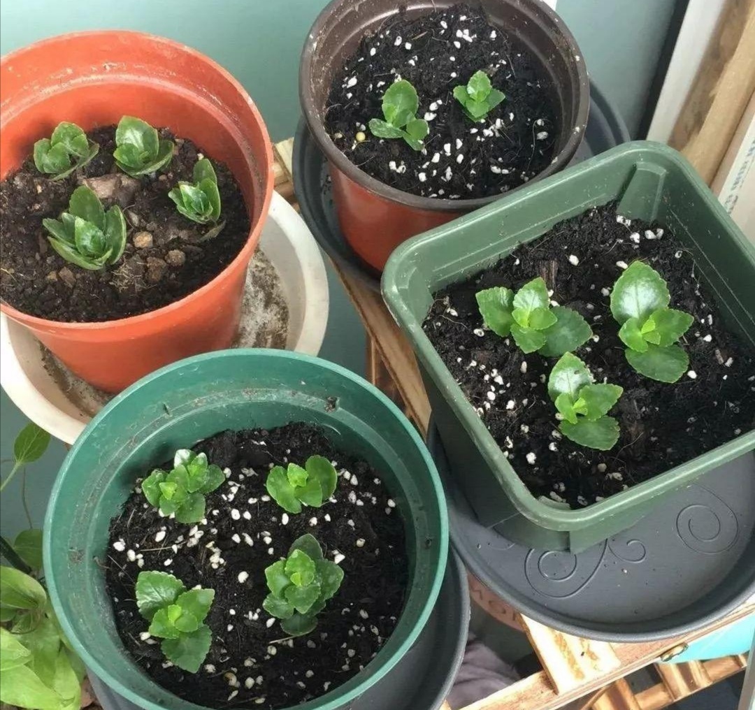 春天种的花花草草,9种花掐根枝就能活不用管就爆盆