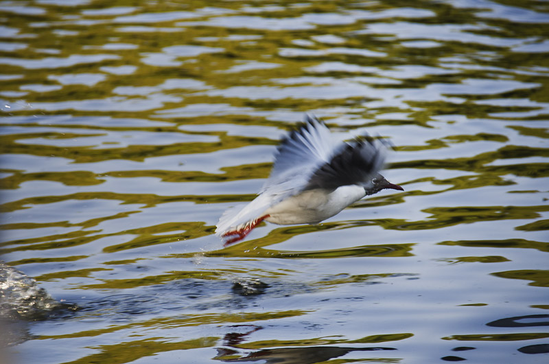 云南旅游昆明海鸥,翠湖昆明旅游攻略