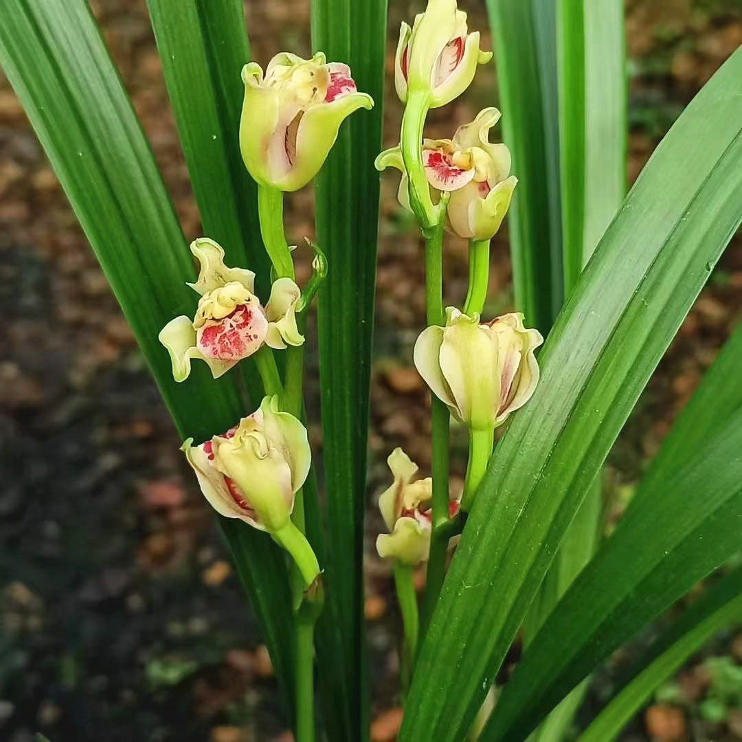顶级仙气的兰花,最近发现的珍稀兰花