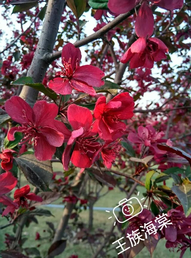 100种花草图片欣赏,50种花草图片大全