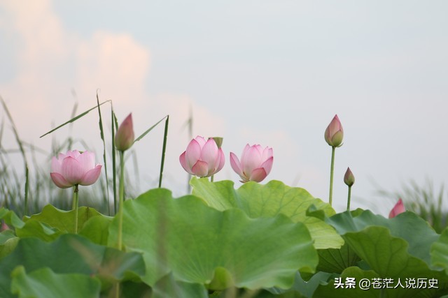 莲花出淤泥不染濯清涟而不妖,花仙子出淤泥而不染