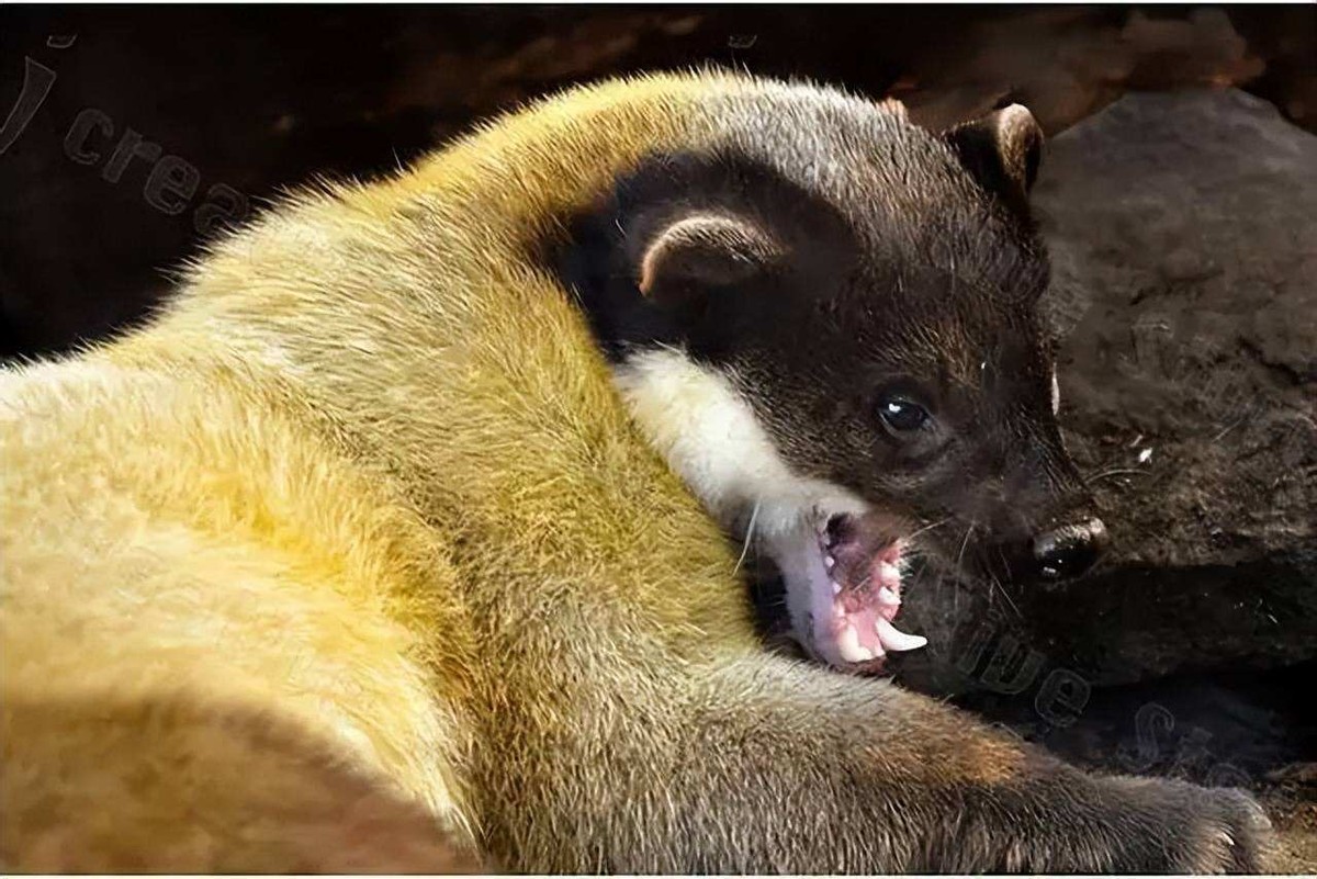 湖北出现“羌仔虎”，体型如狐外表可爱，却能单挑猴子猎杀野猪