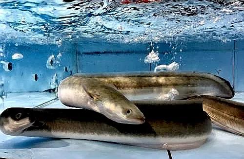 红烧鳝段说说,地道家常菜红烧鳗鱼汤汁