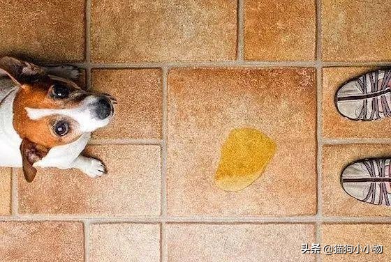 狗狗生气会有哪样的表现,主人生气时狗狗这些表现是在道歉